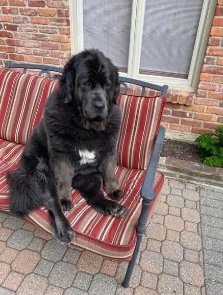 Lost dog in Toledo, OH, 43623