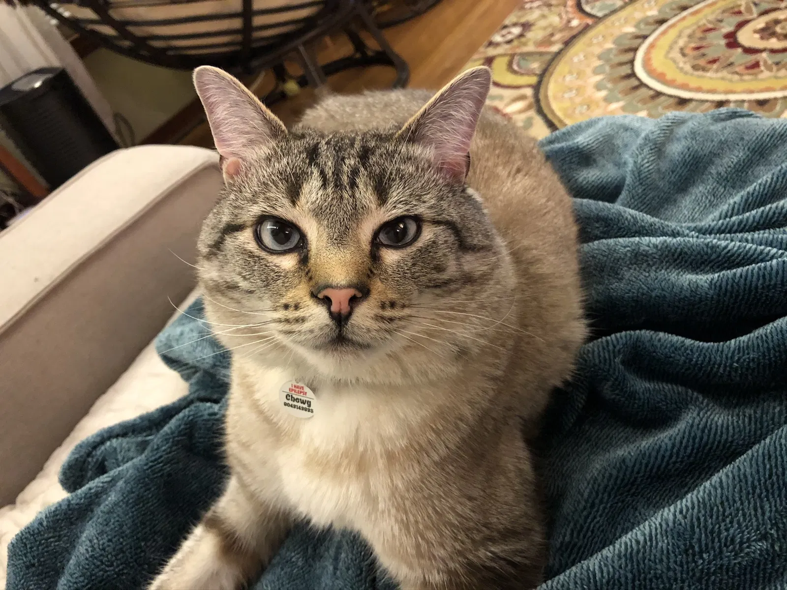 Lost cat in Richmond, VA, 23236