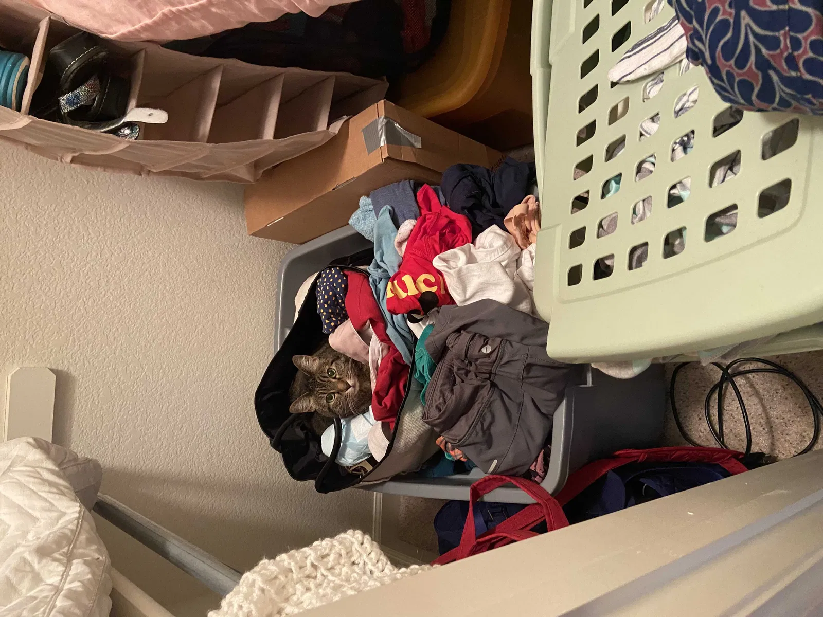 Lost cat in Greeley, CO, 80634