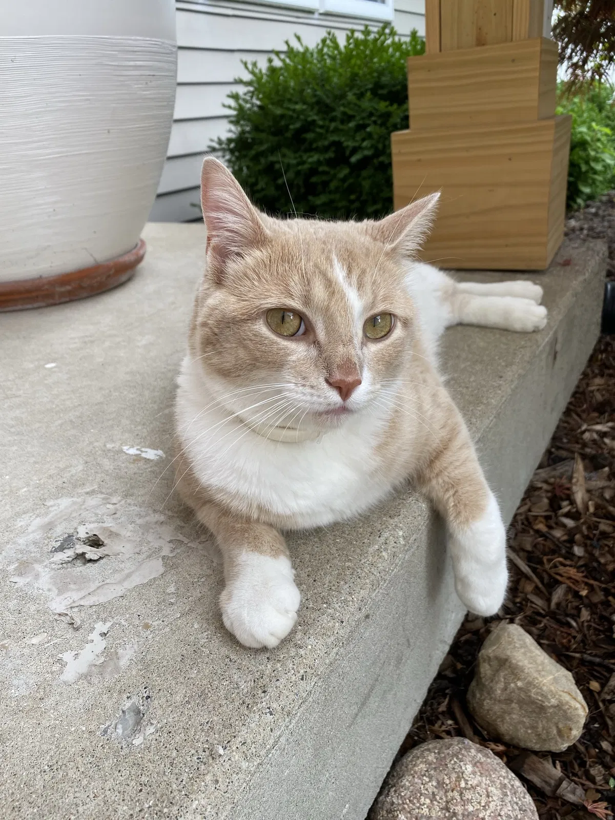 Lost cat in Grandville, MI, 49418