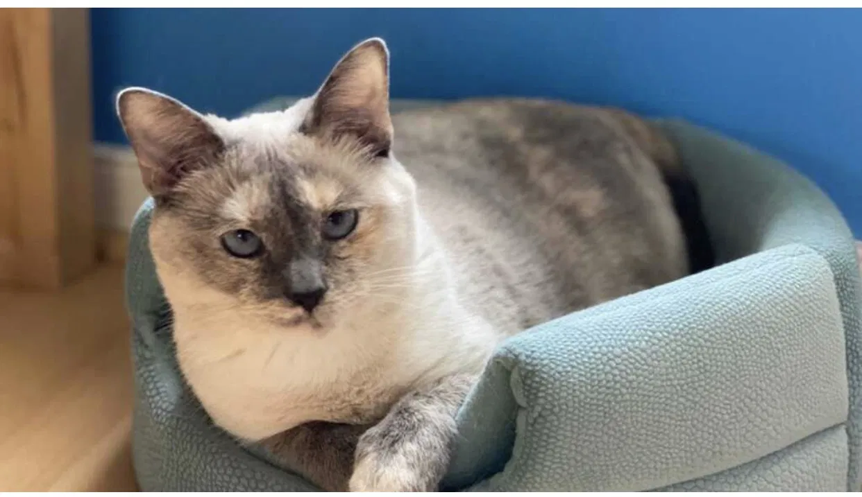 Lost cat in Glen Allen, VA, 23059