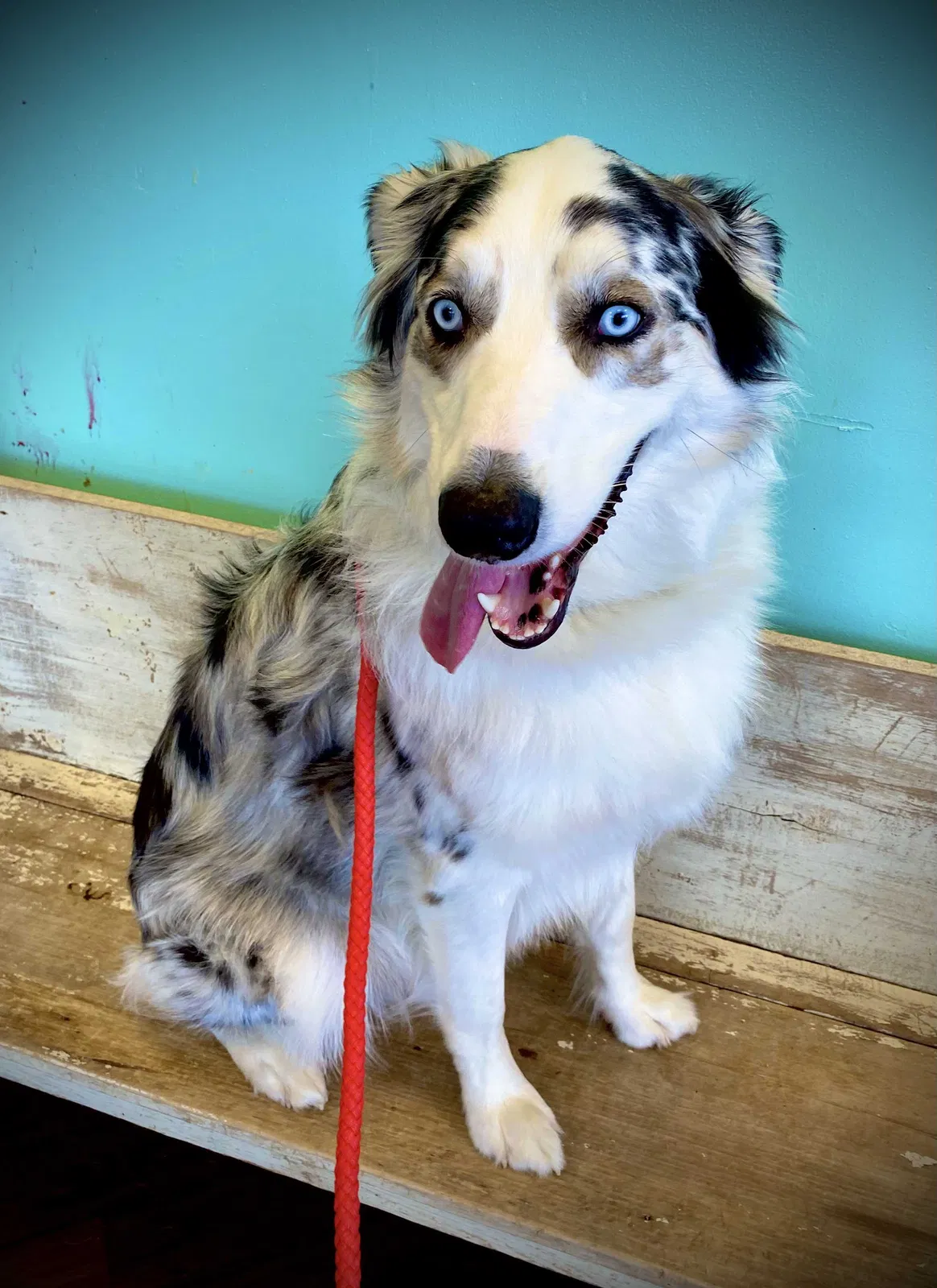 Lost dog in Dadeville, AL, 36853