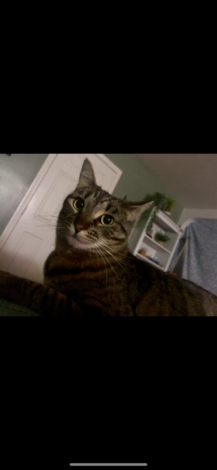 Lost cat in El Cajon, CA, 92020