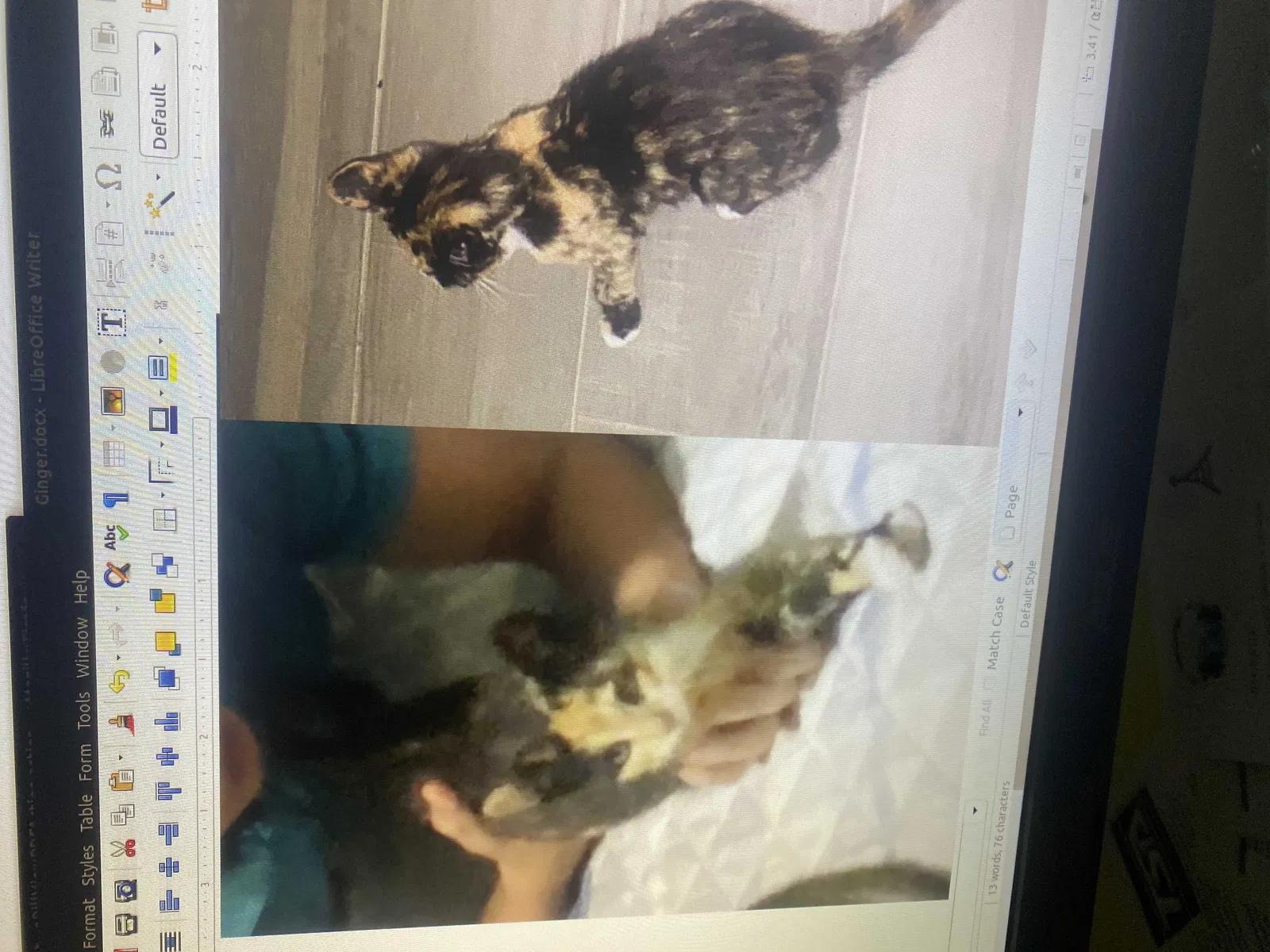 Lost cat in Edmond, OK, 73012