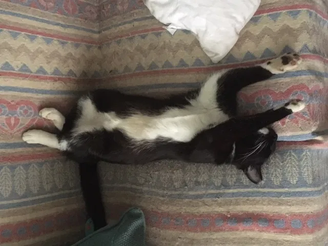 Lost cat in Garden City, NY, 11530
