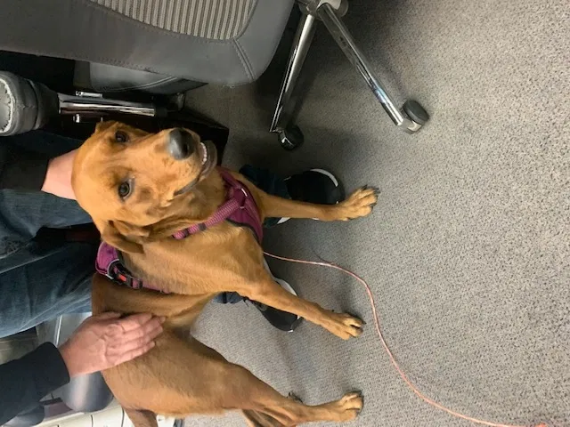 Found dog in Fresno, CA, 93727