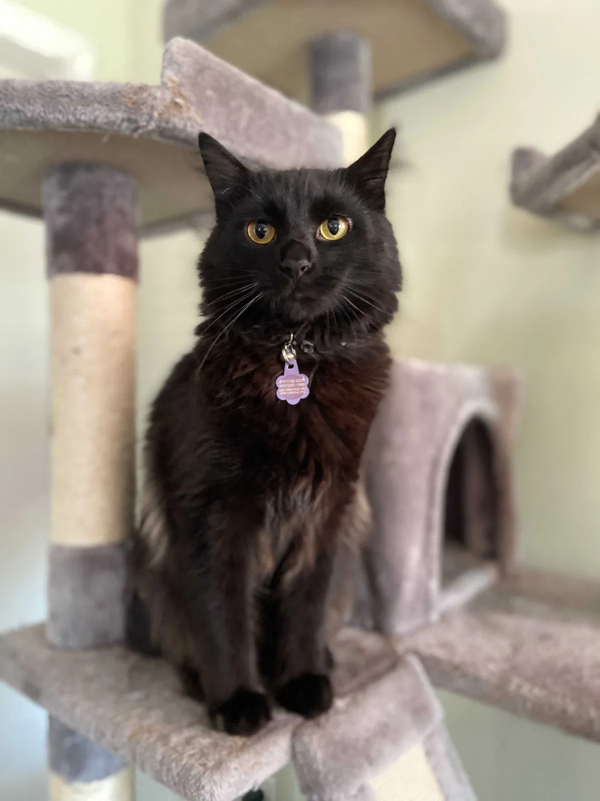 Lost cat in New Carlisle, OH, 45344