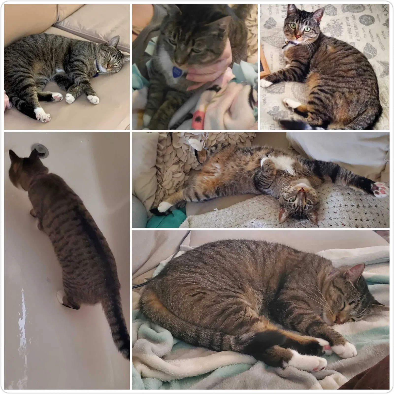 Lost cat in Santa Clarita, CA, 91350