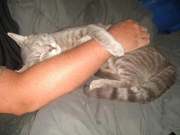 Lost cat in Batesburg, SC, 29006