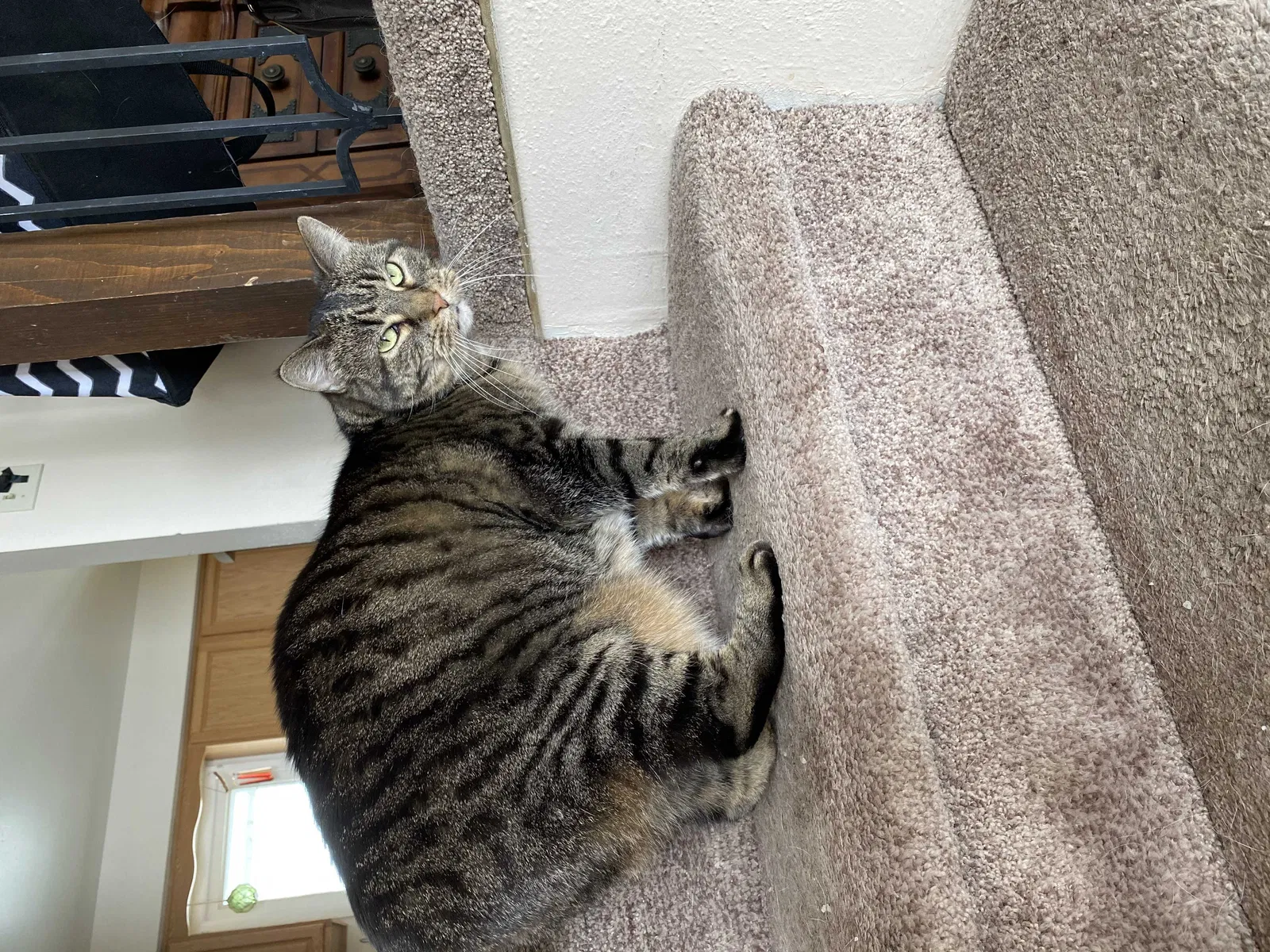 Lost cat in Unknown, CO, 89241