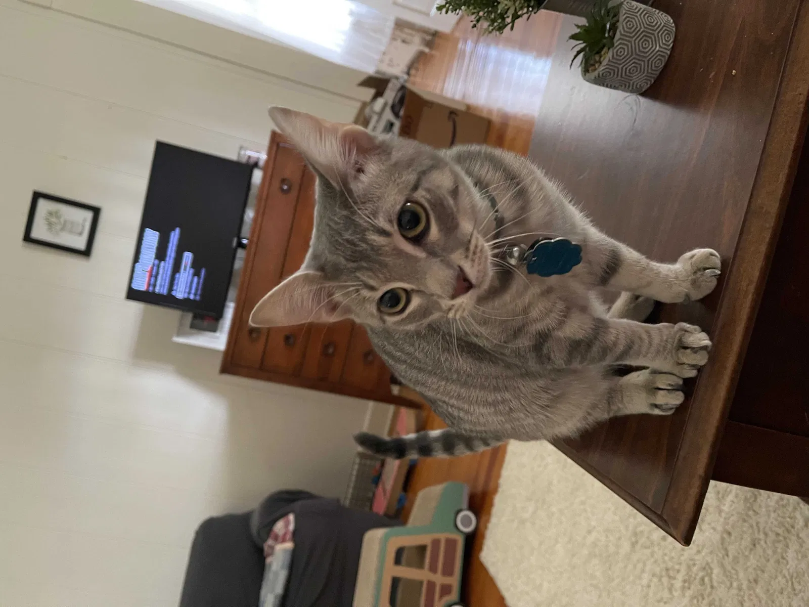 Lost cat in Chattahoochee, FL, 32324
