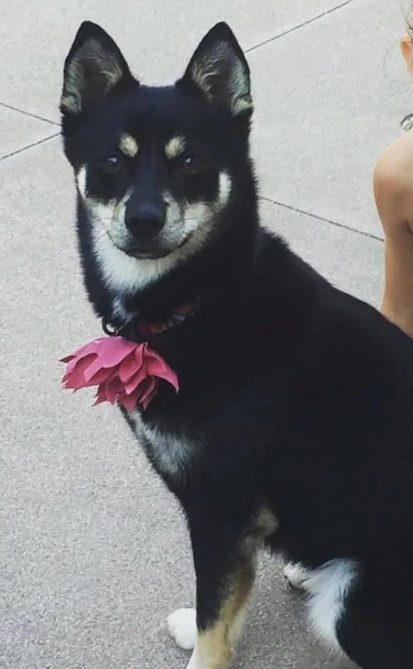 Lost dog in Temecula, CA, 92592