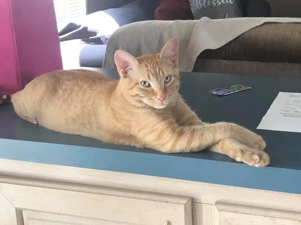 Lost cat in Carencro, LA, 70520