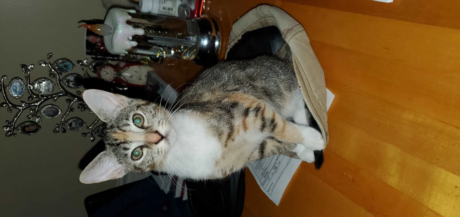 Lost cat in Florence, KY, 41042