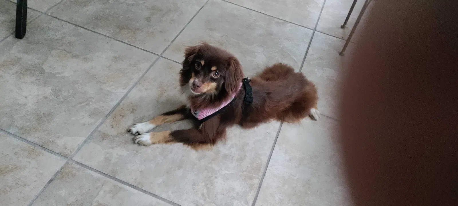 Lost dog in Orlando, FL, 32826