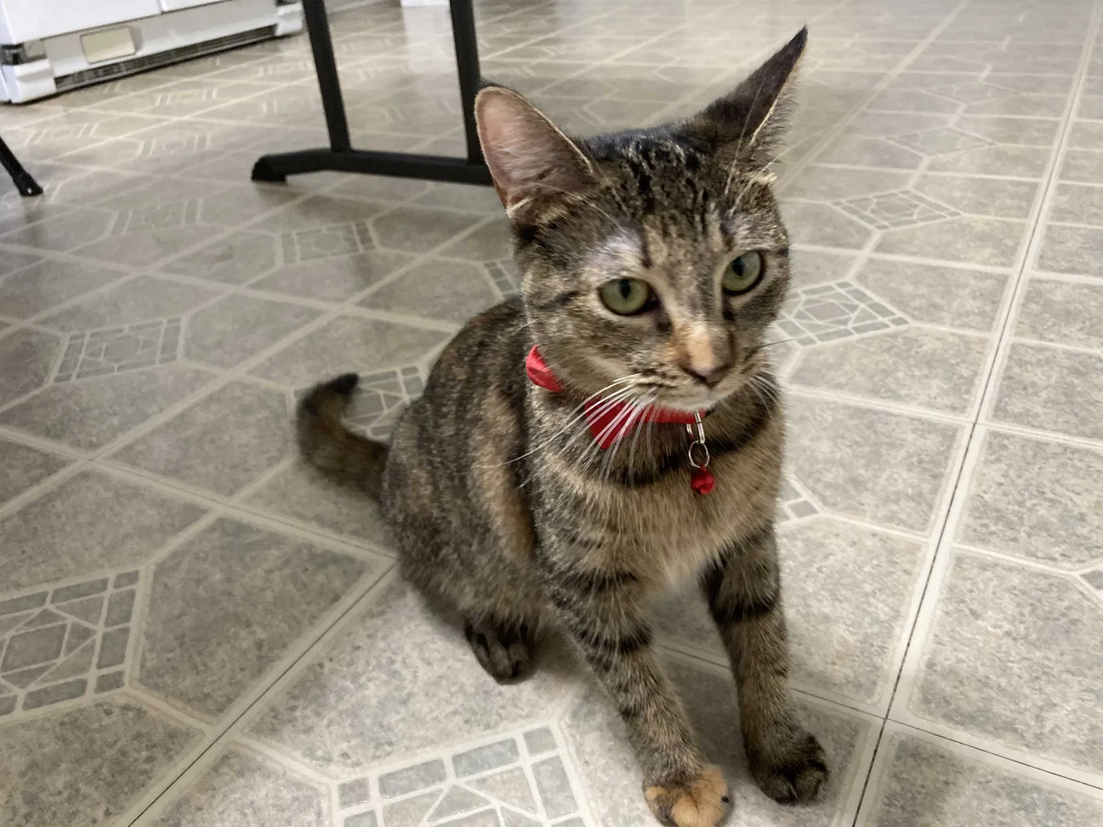 Lost cat in Tallahassee, FL, 32311