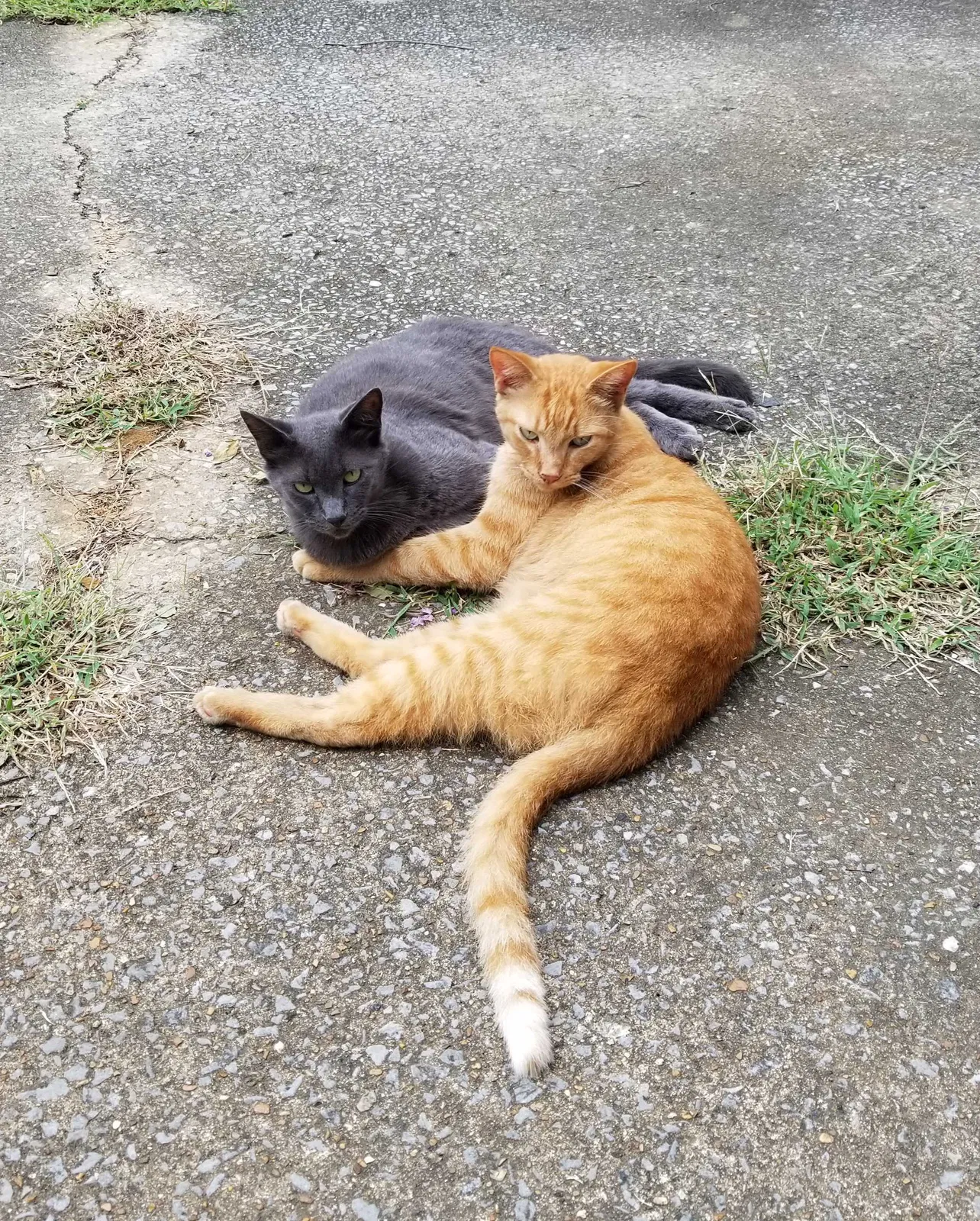 Lost cat in Huntsville, AL, 35802