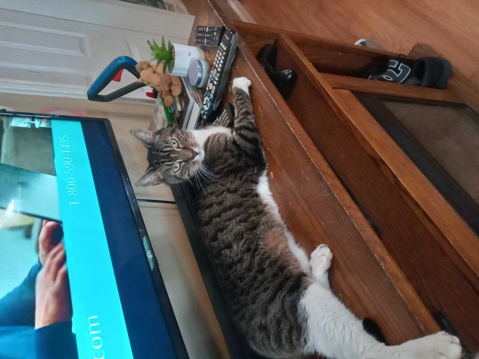 Lost cat in Keansburg, NJ, 7734