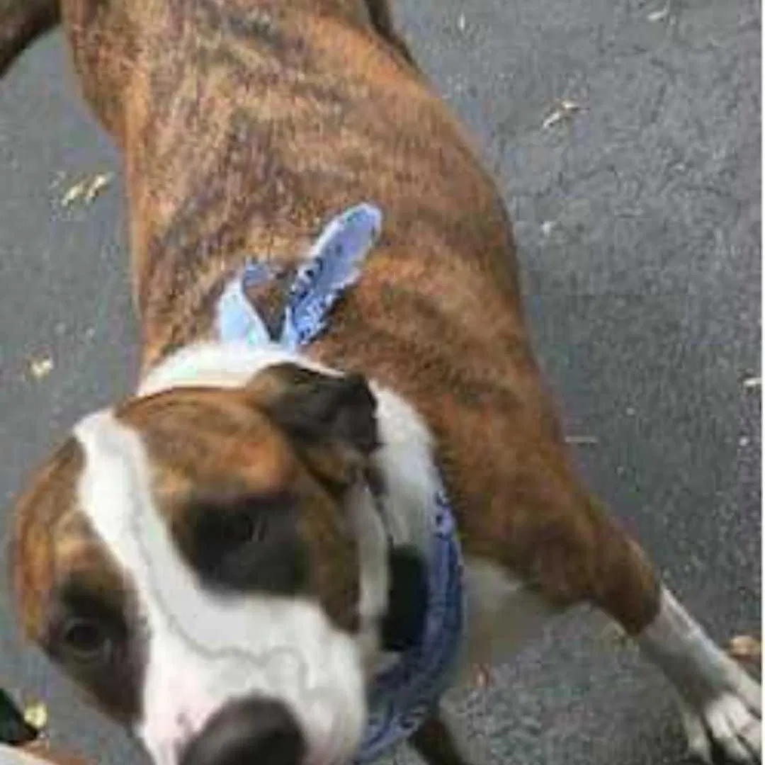 Lost dog in Crystal Lake, IL, 60014