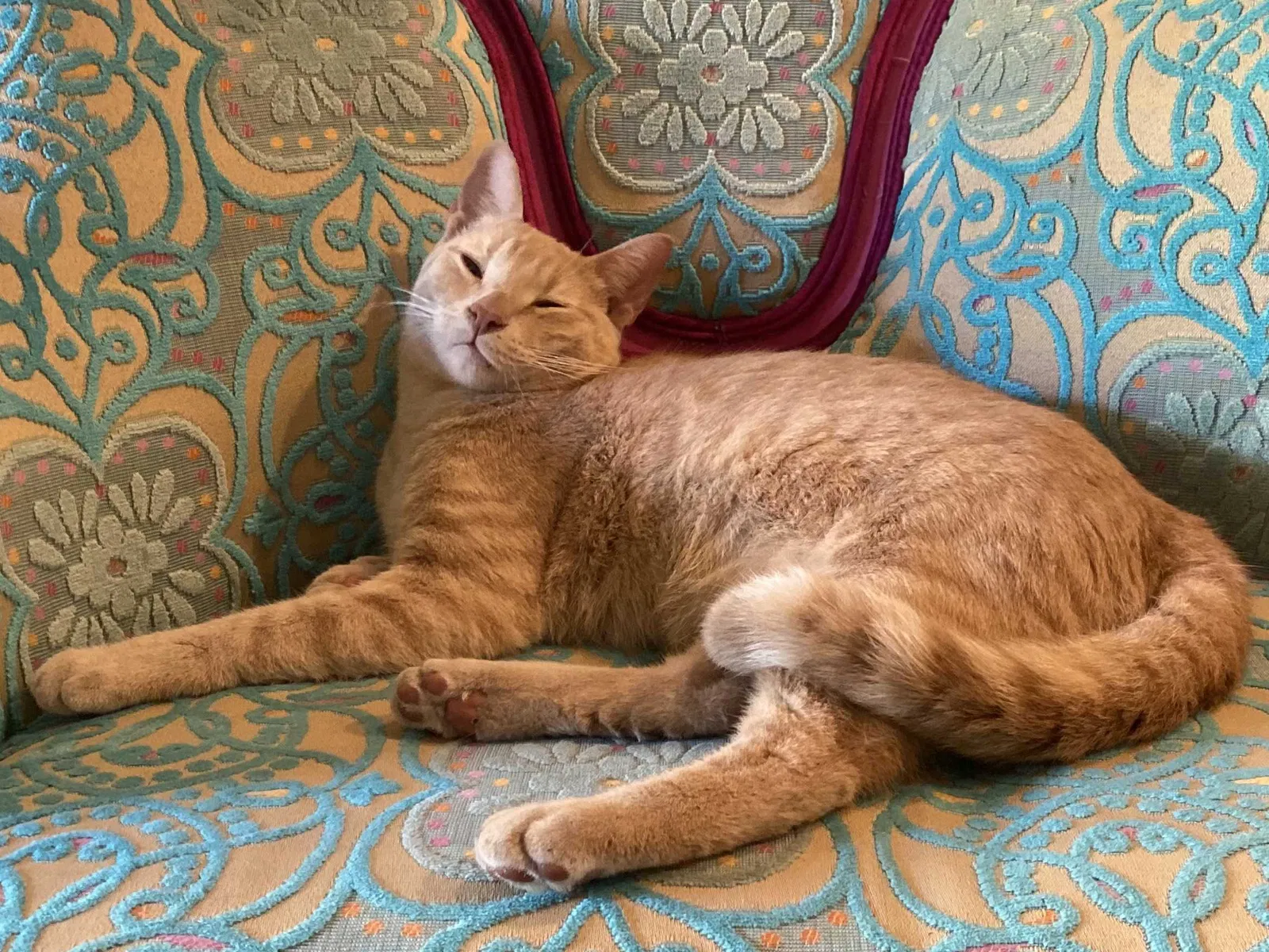 Lost cat in Austin, TX, 78736