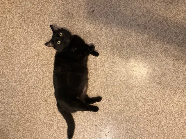 Lost cat in Lansdowne, PA, 19050