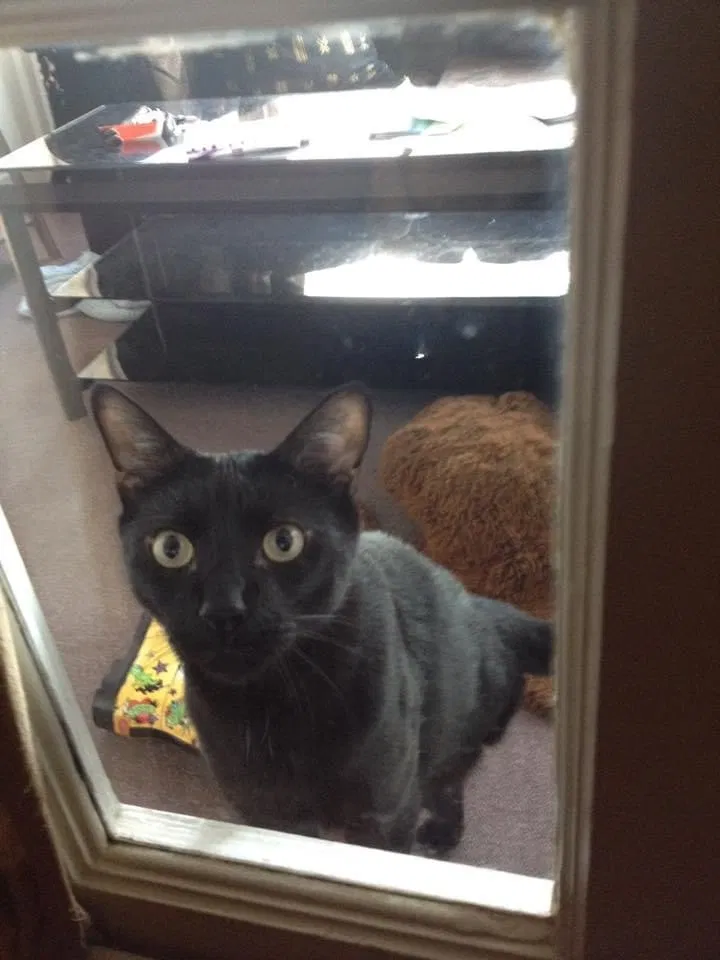 Lost cat in Broomall, PA, 19008