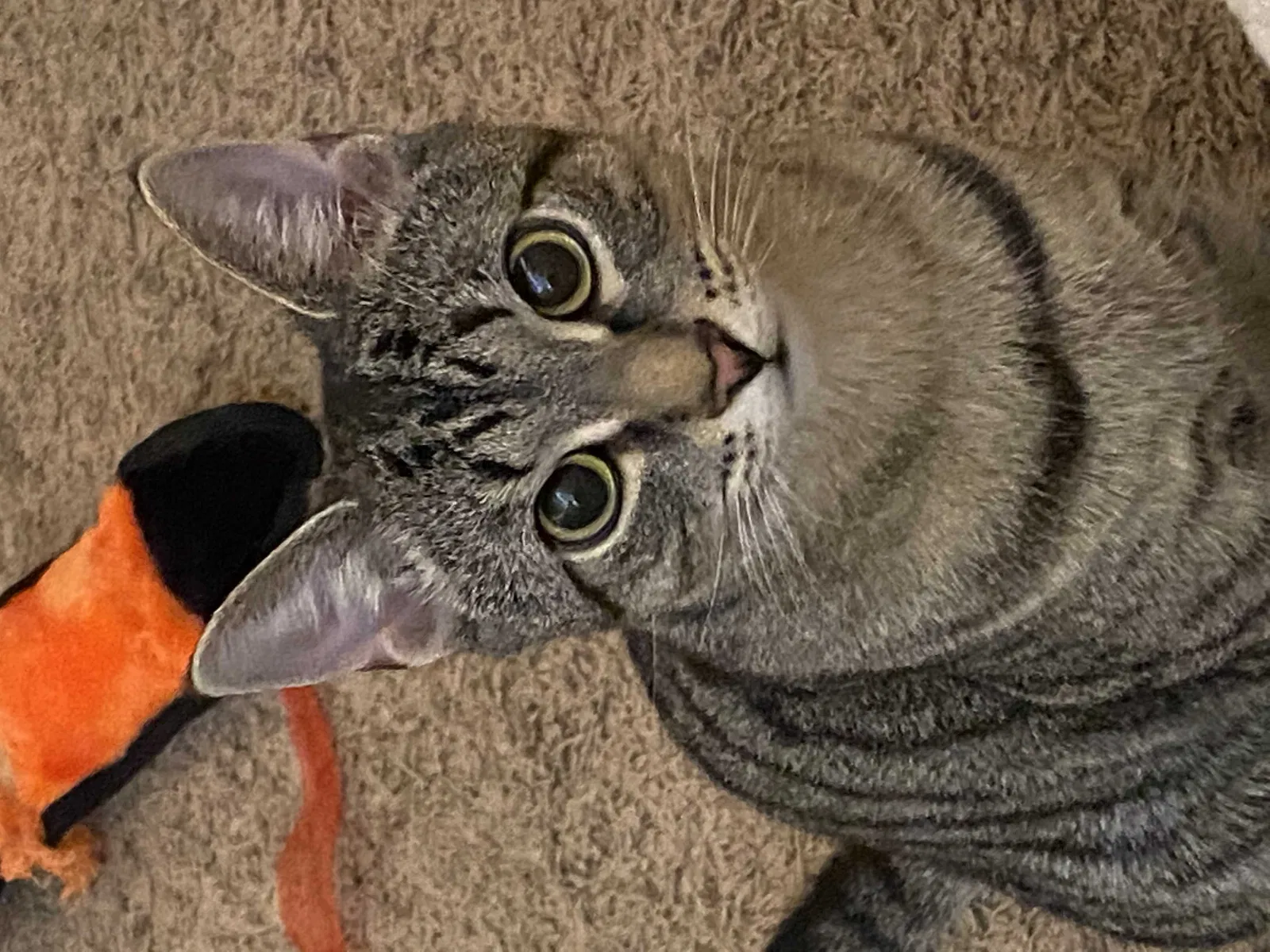 Lost cat in Marcus Hook, PA, 19061