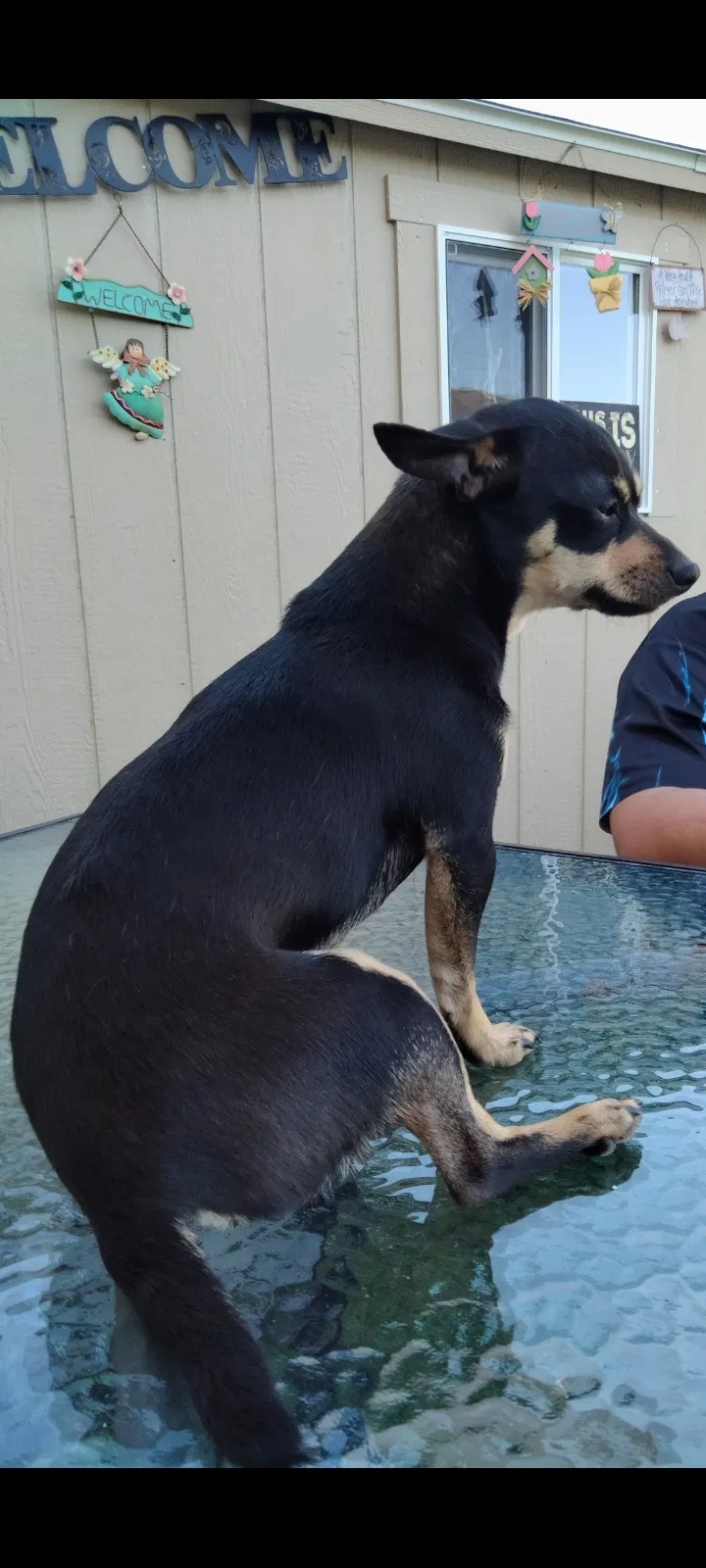 Lost dog in Buda, TX, 78610