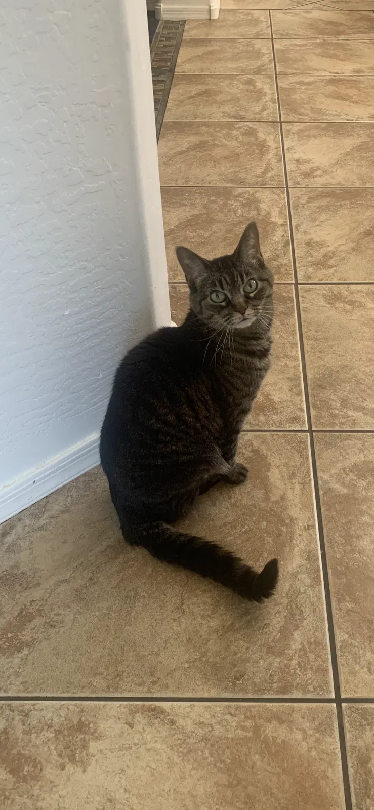 Lost cat in Gilbert, AZ, 85298