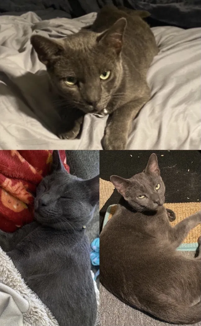 Lost cat in Hacienda Heights, CA, 91745