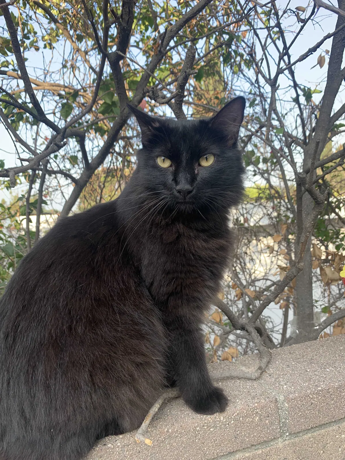 Lost cat in Granada Hills, CA, 91344