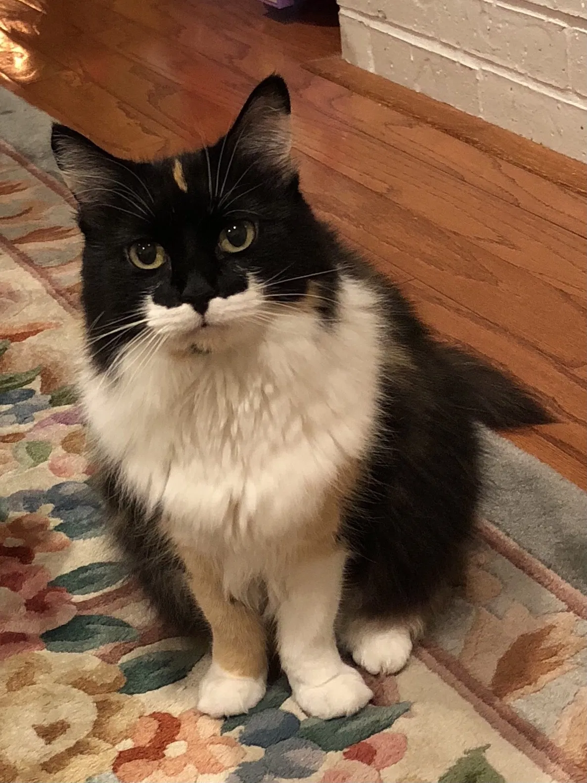 Lost cat in Houston, TX, 77070