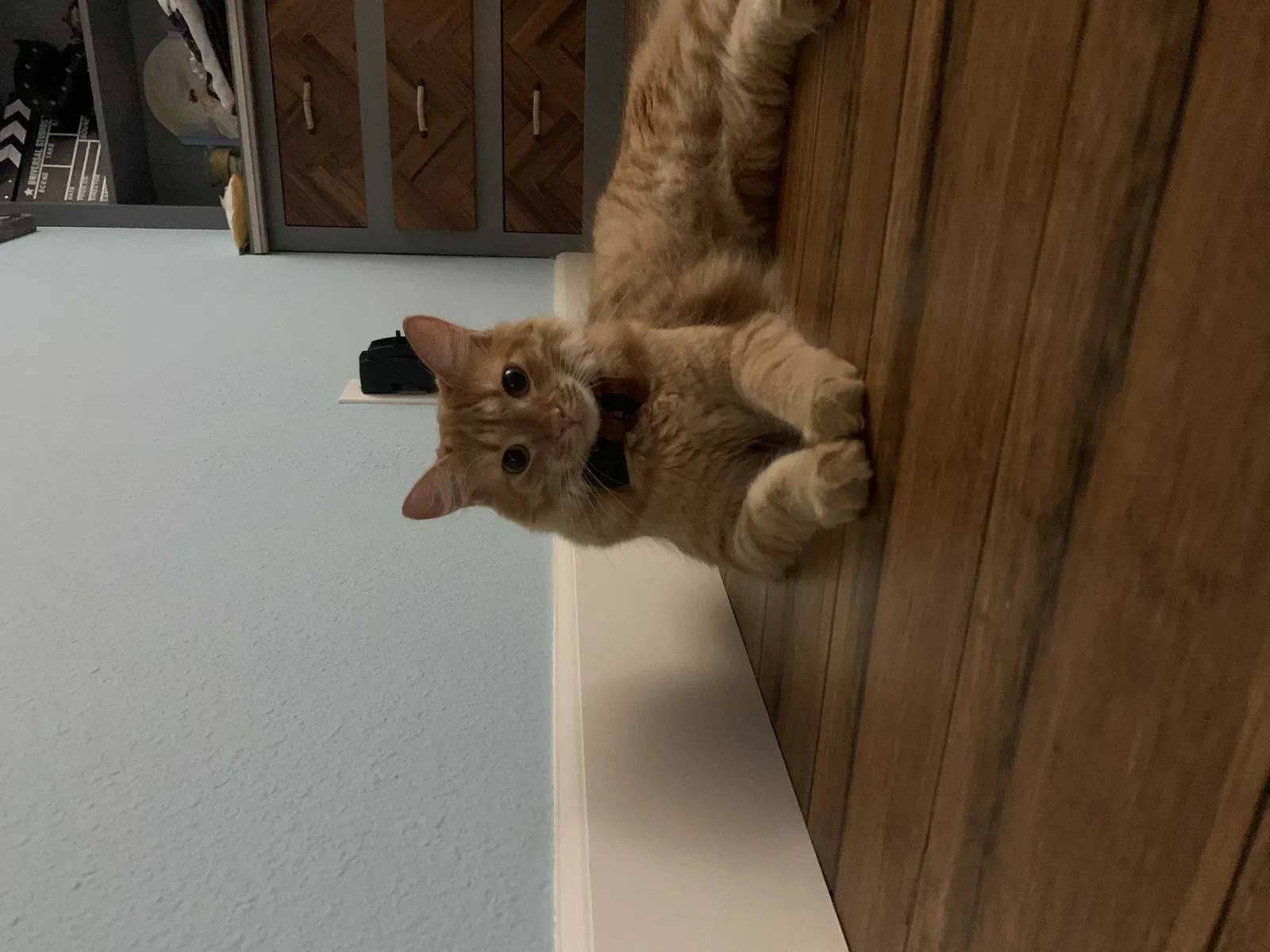 Lost cat in Phoenix, AZ, 85022