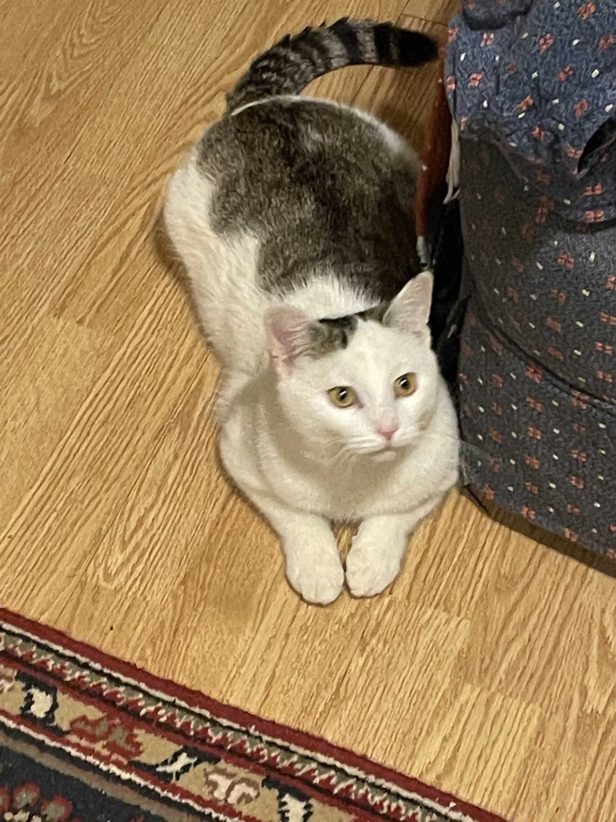 Lost cat in Westminster, MD, 21157