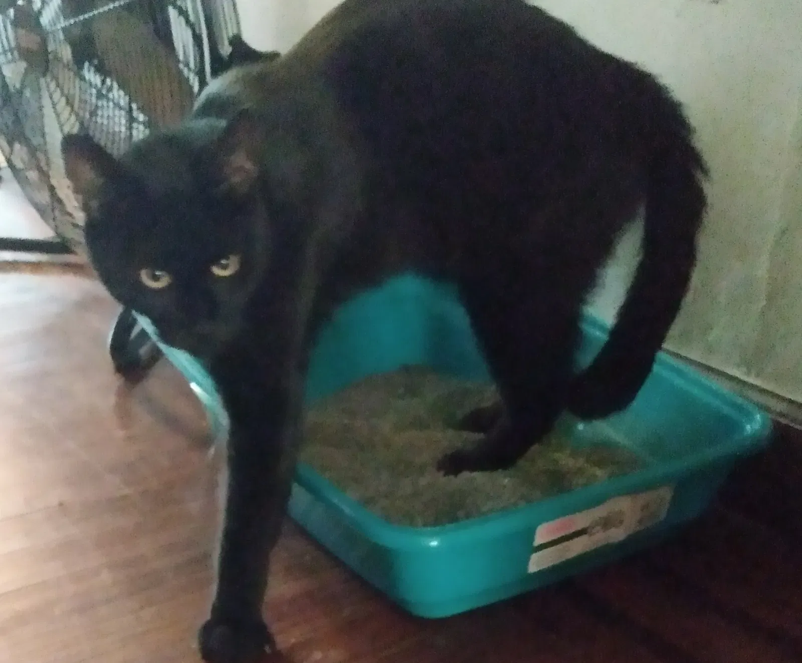 Lost cat in Philadelphia, PA, 19134