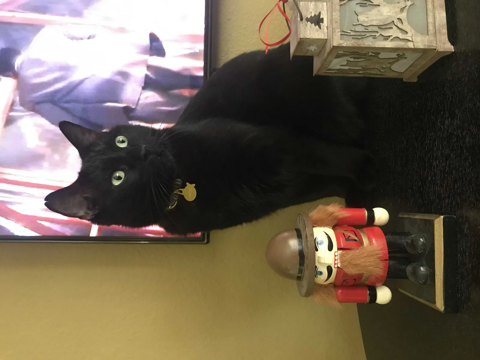 Lost cat in Dallas, TX, 75248