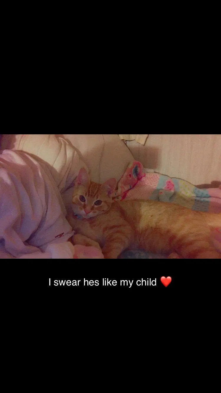 Lost cat in Dallas, TX, 75287