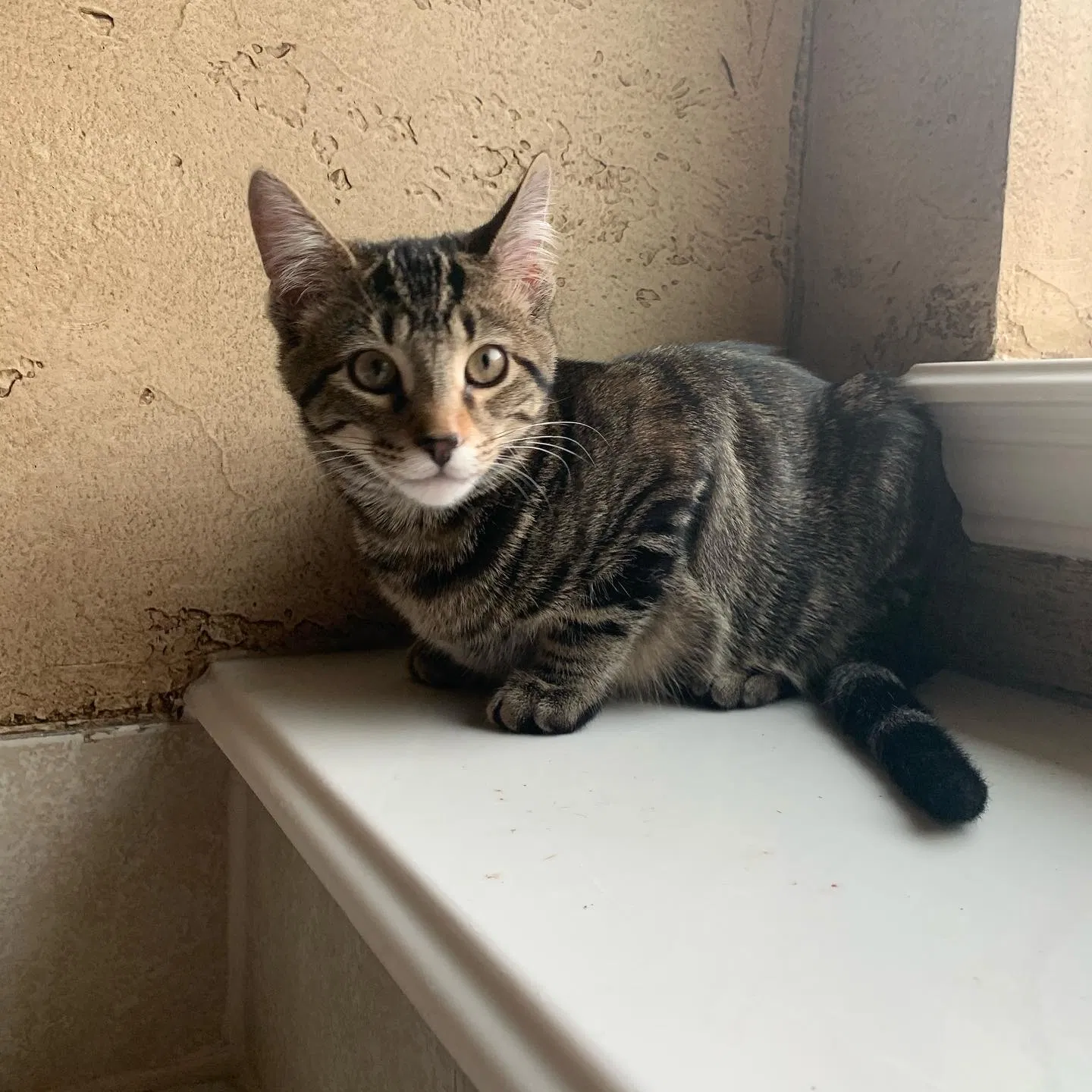 Lost cat in Denton, TX, 76210