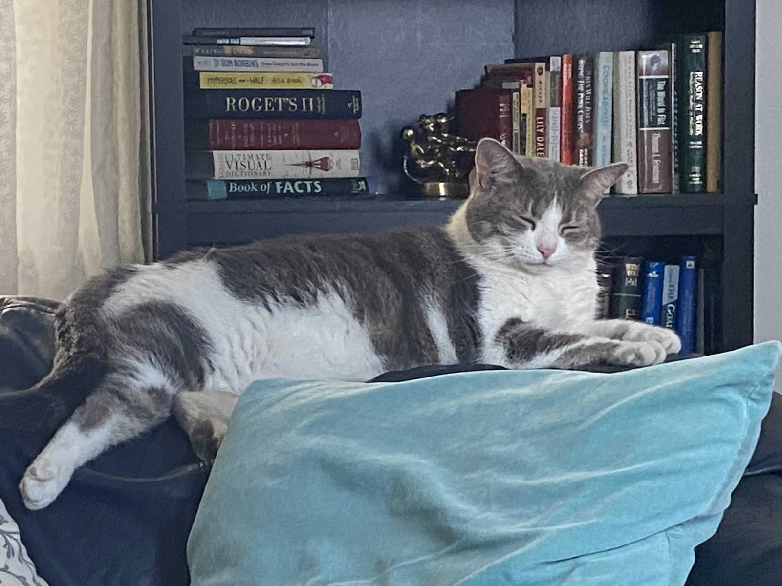 Lost cat in Dublin, OH, 43017