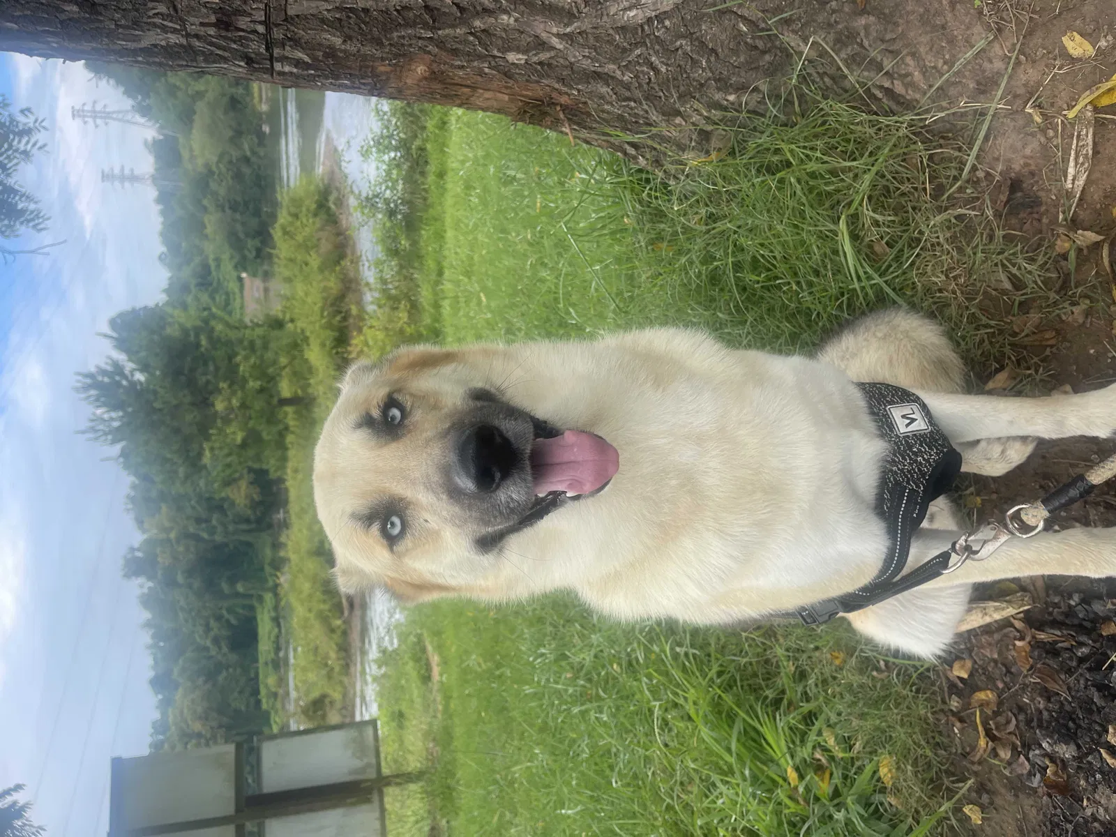 Lost dog in Charlotte, NC, 28216