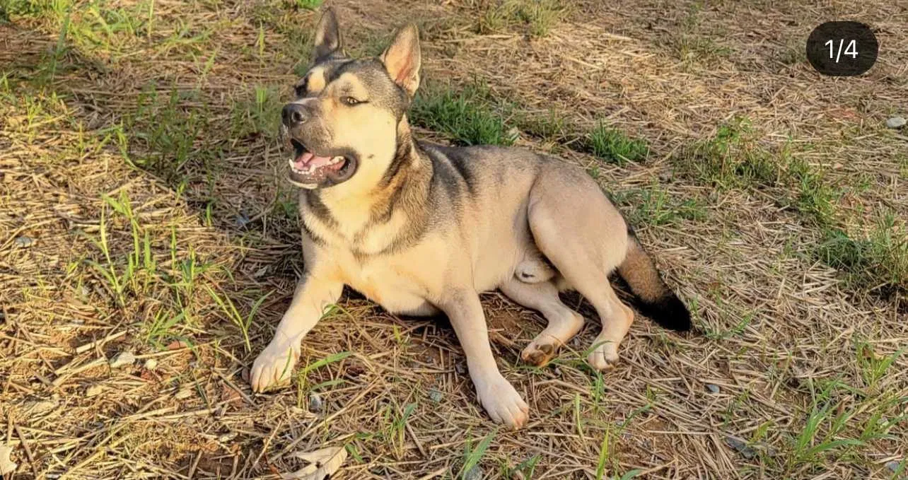 Lost dog in Charlotte, NC, 28216