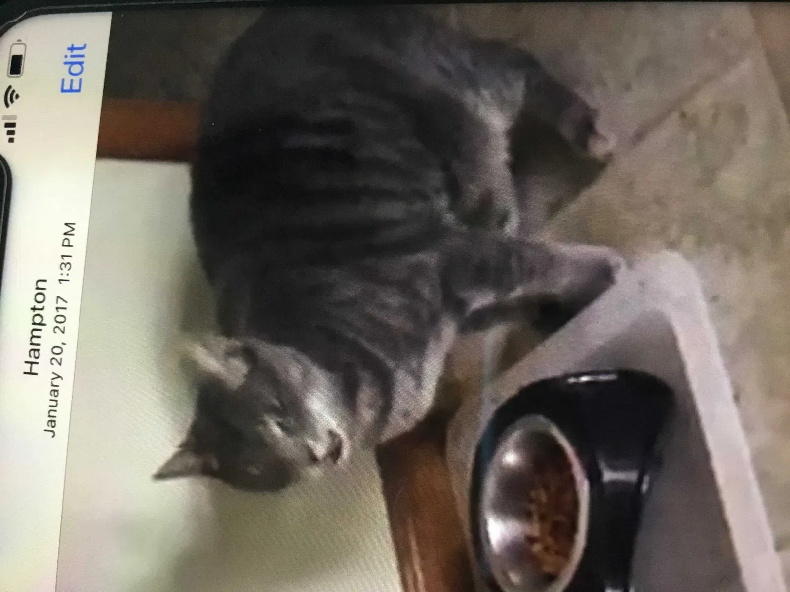 Lost cat in Hampton, VA, 23669