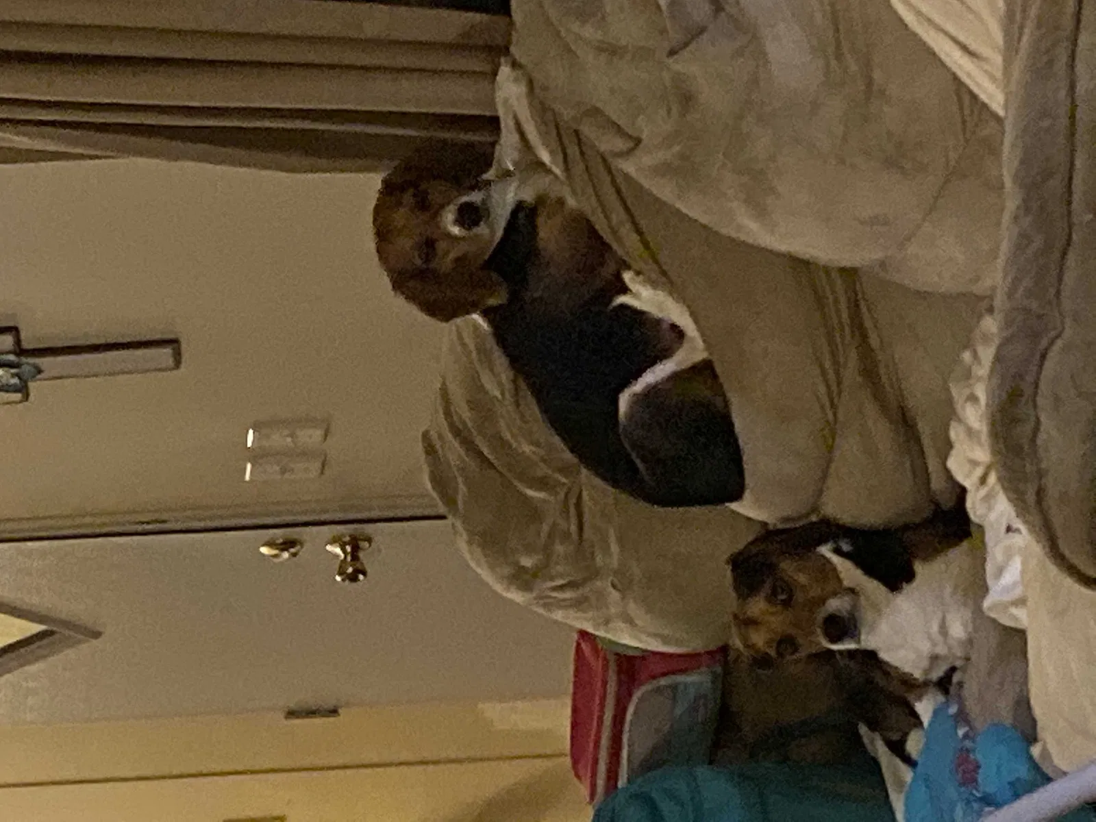 Lost dog in Sarah, MS, 38665