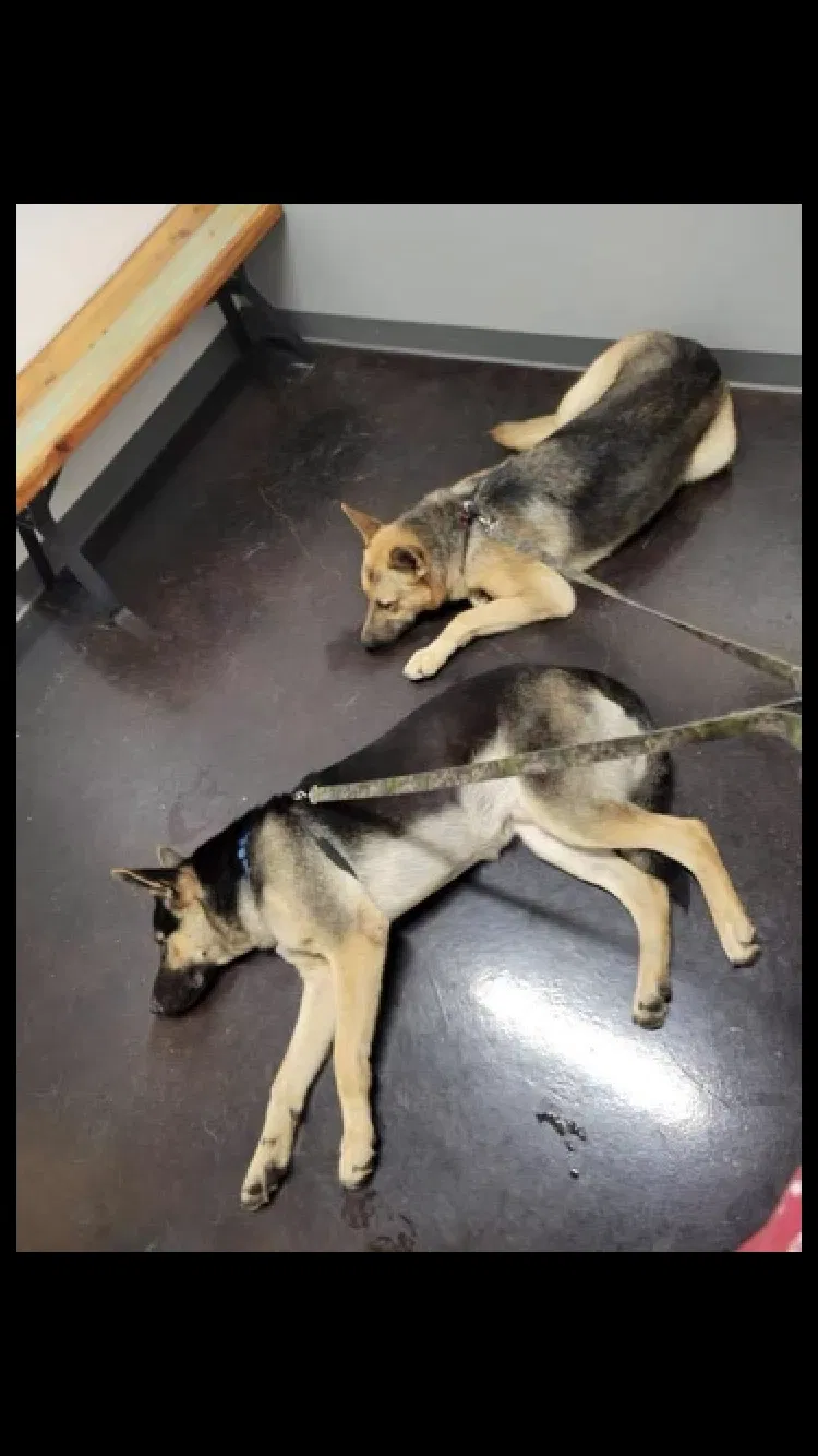 Lost dog in San Antonio, TX, 78233