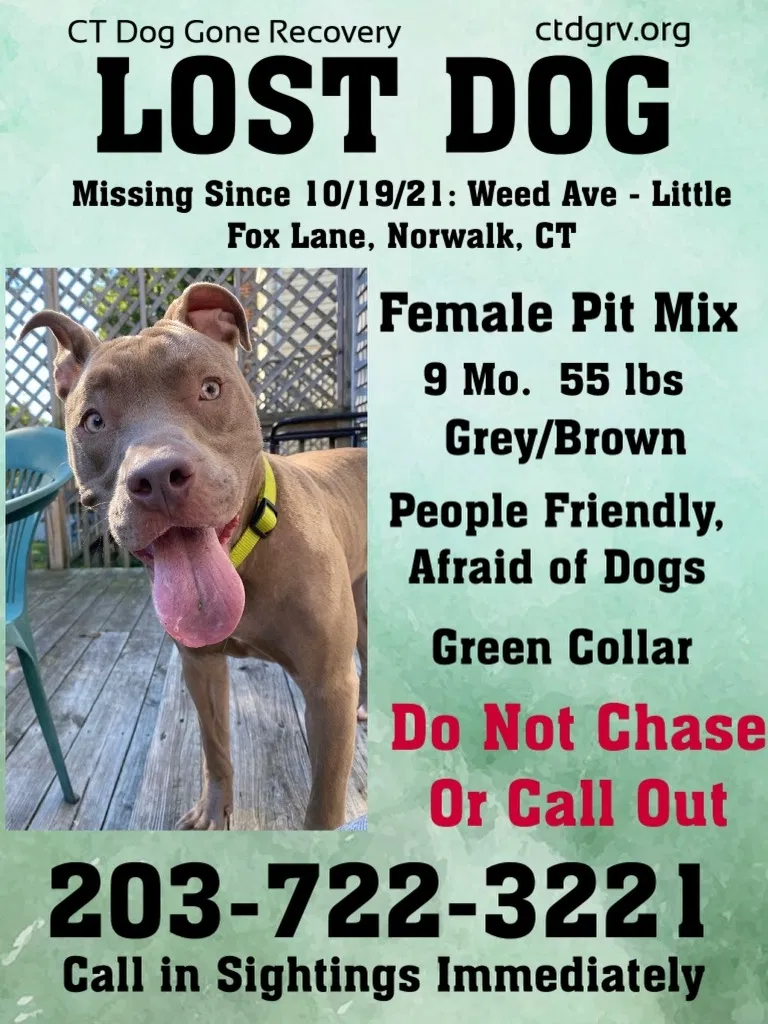 Lost dog in Norwalk, CT, 6850