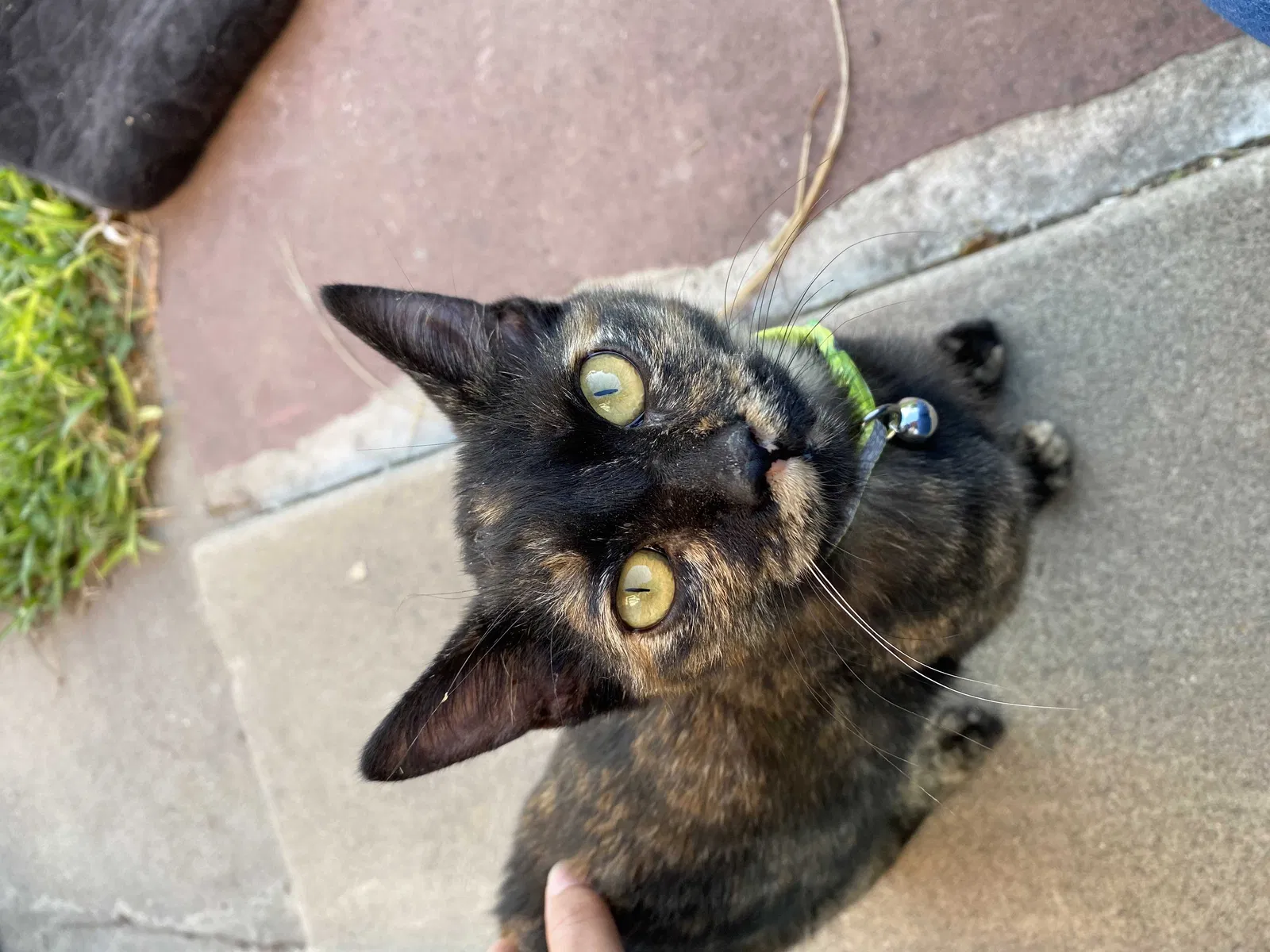 Lost cat in Mcallen, TX, 78501
