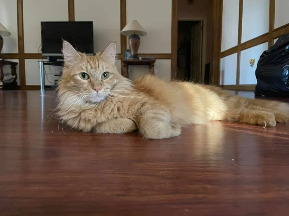 Lost cat in Houston, TX, 77083