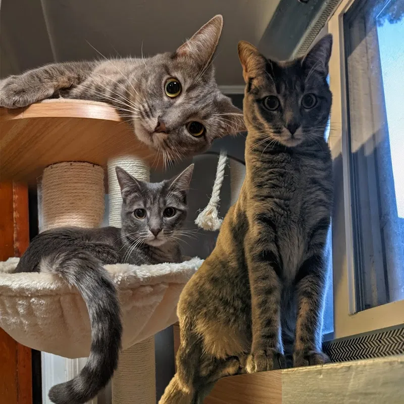 Lost cat in Augusta, GA, 30909