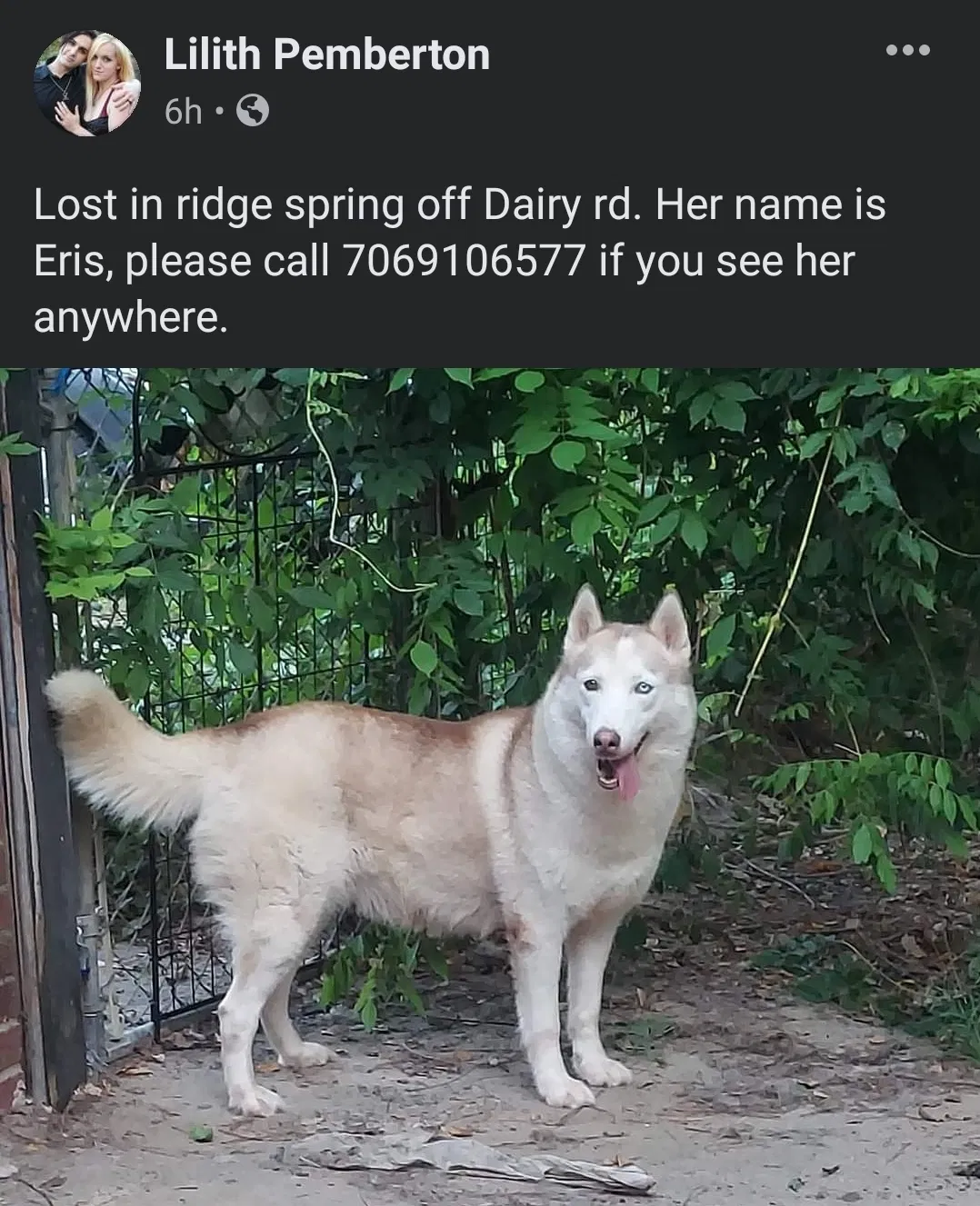 Lost dog in Ridge Spring, SC, 29129