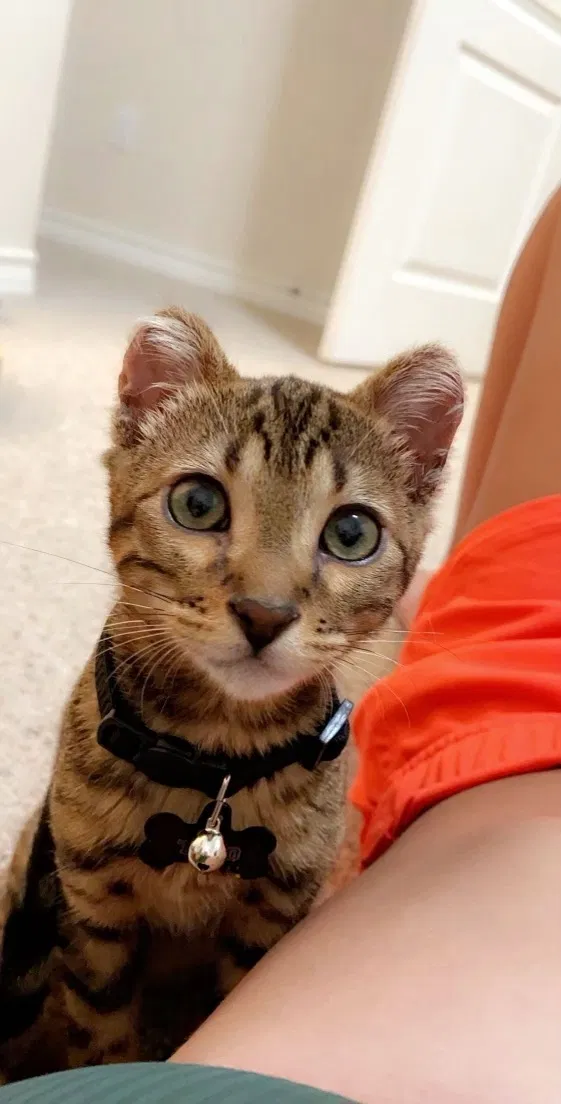 Lost cat in San Antonio, TX, 78216